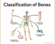 Bone Physiology – outline notes